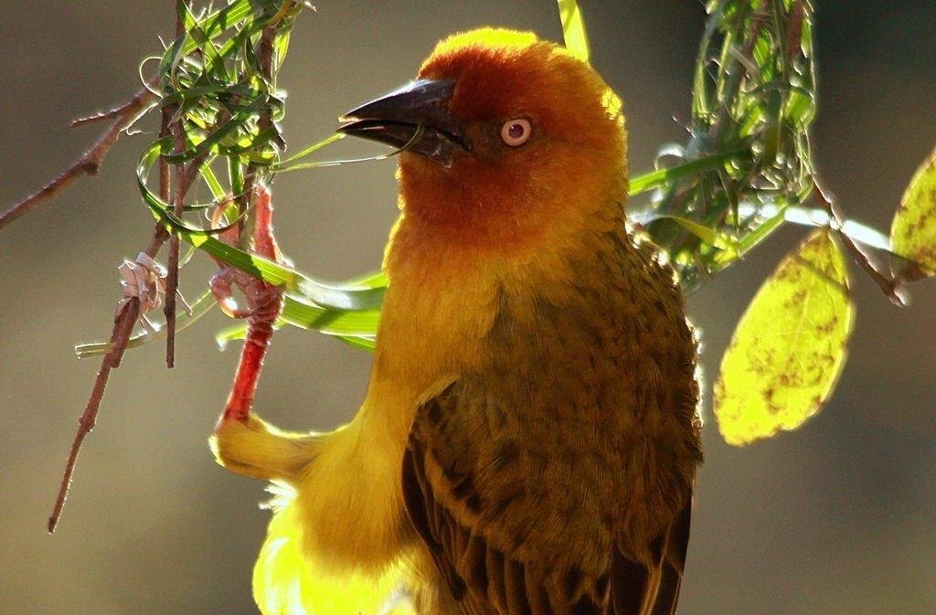 Photo by Derek Keats/Creative commons (CC BY2.0)Birds contribute to ecosystem services via seed dispersal, pollination, and pest control, among others.